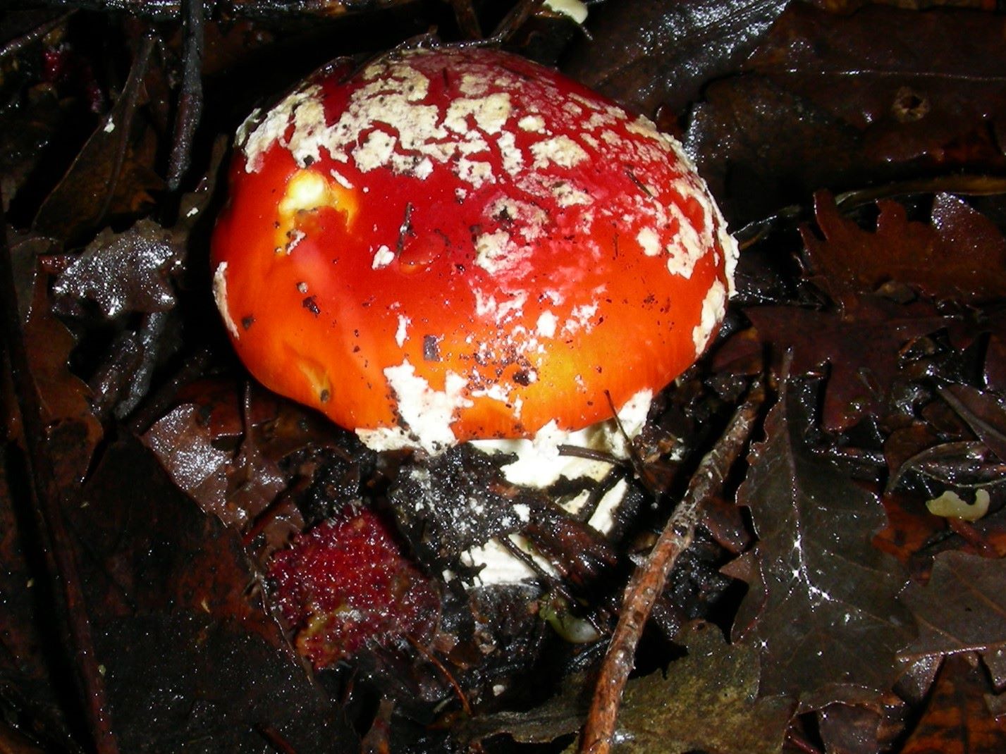 1856 Dicembre vecchio ritrovamento